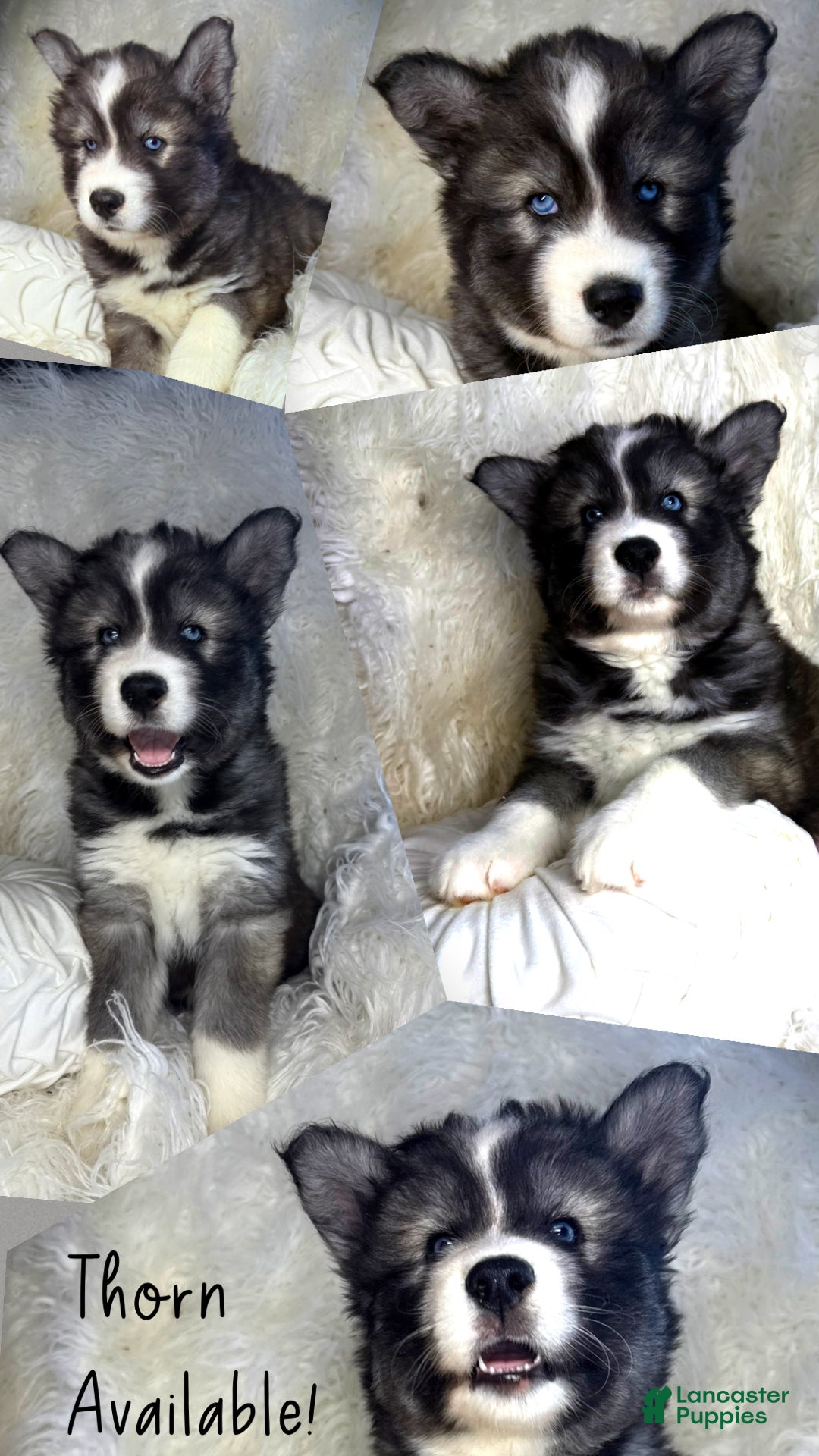 Siberian Husky dogs Thorn - Ad 22