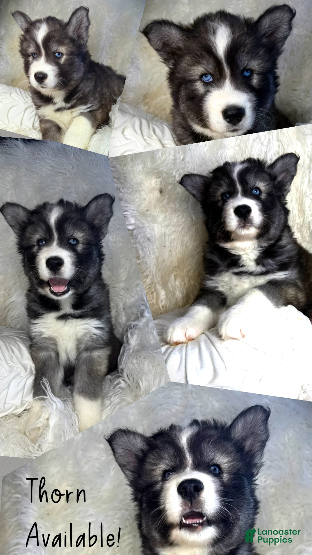 Siberian Husky dogs for sale: Thorn - Ad 1