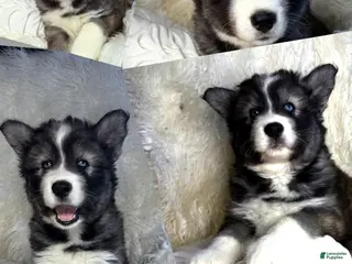 Siberian Husky dogs Thorn - Ad 22