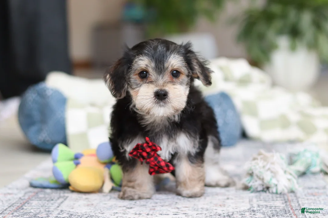Morkie dogs for sale: Benson - Ad 1