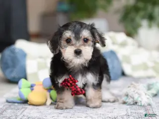 Morkie dogs Benson - Ad 40