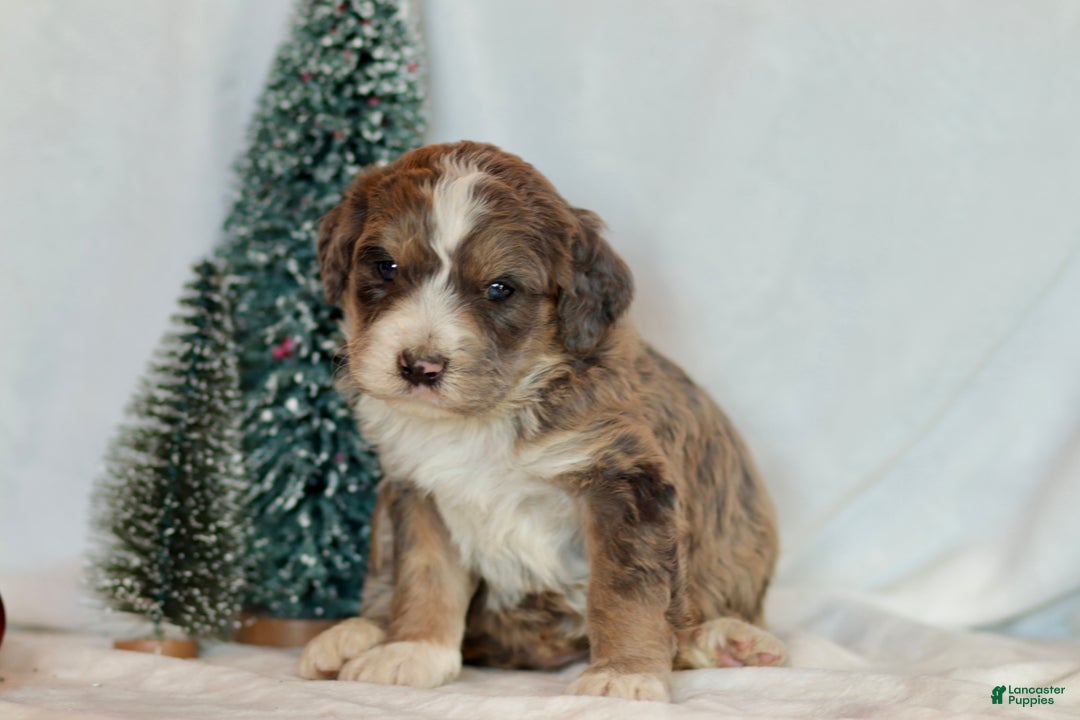 Bernedoodle dogs for sale: Spruce - Ad 5