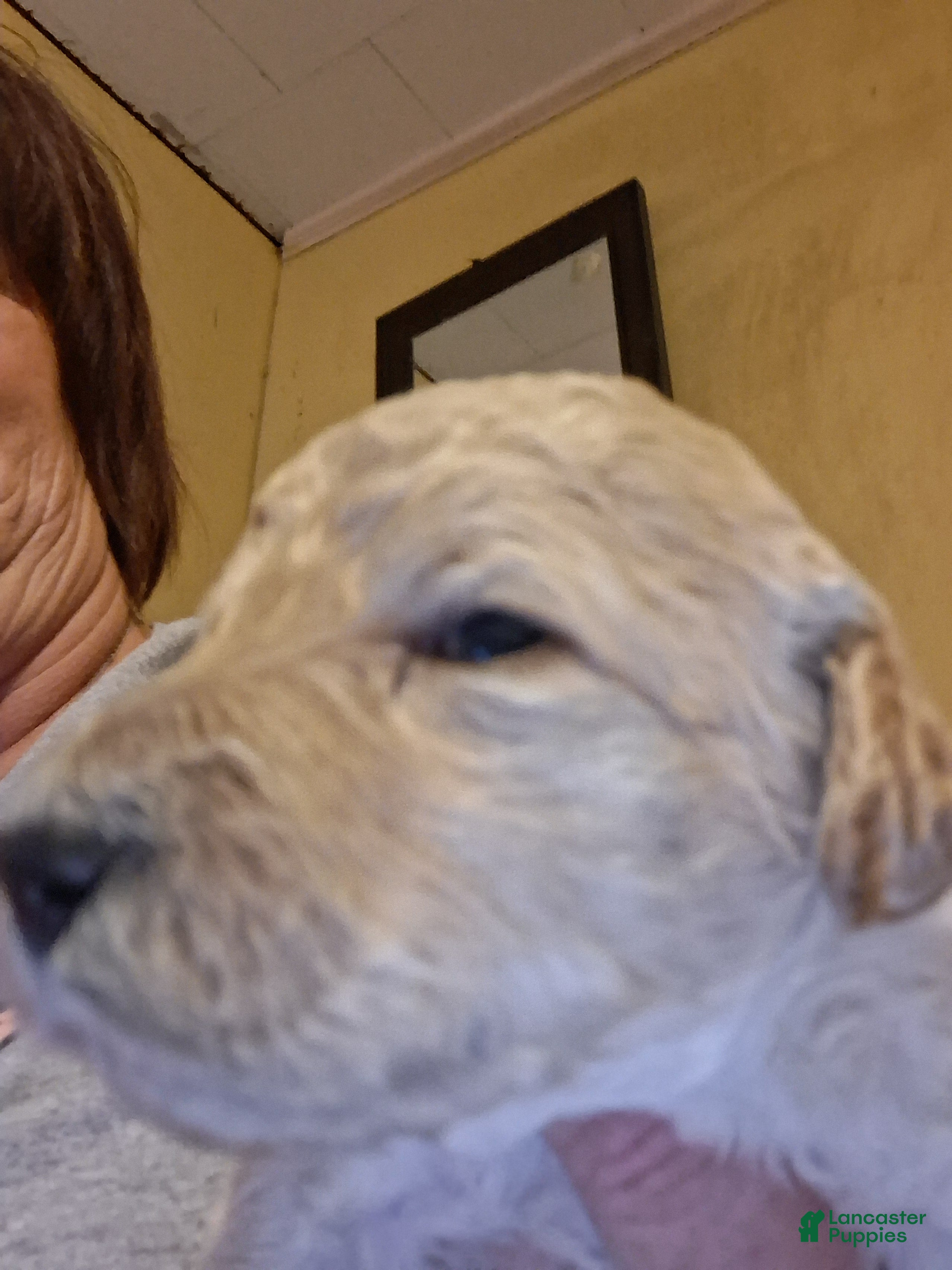 Standard Poodle dogs Standard Poodle 1 - Ad 29