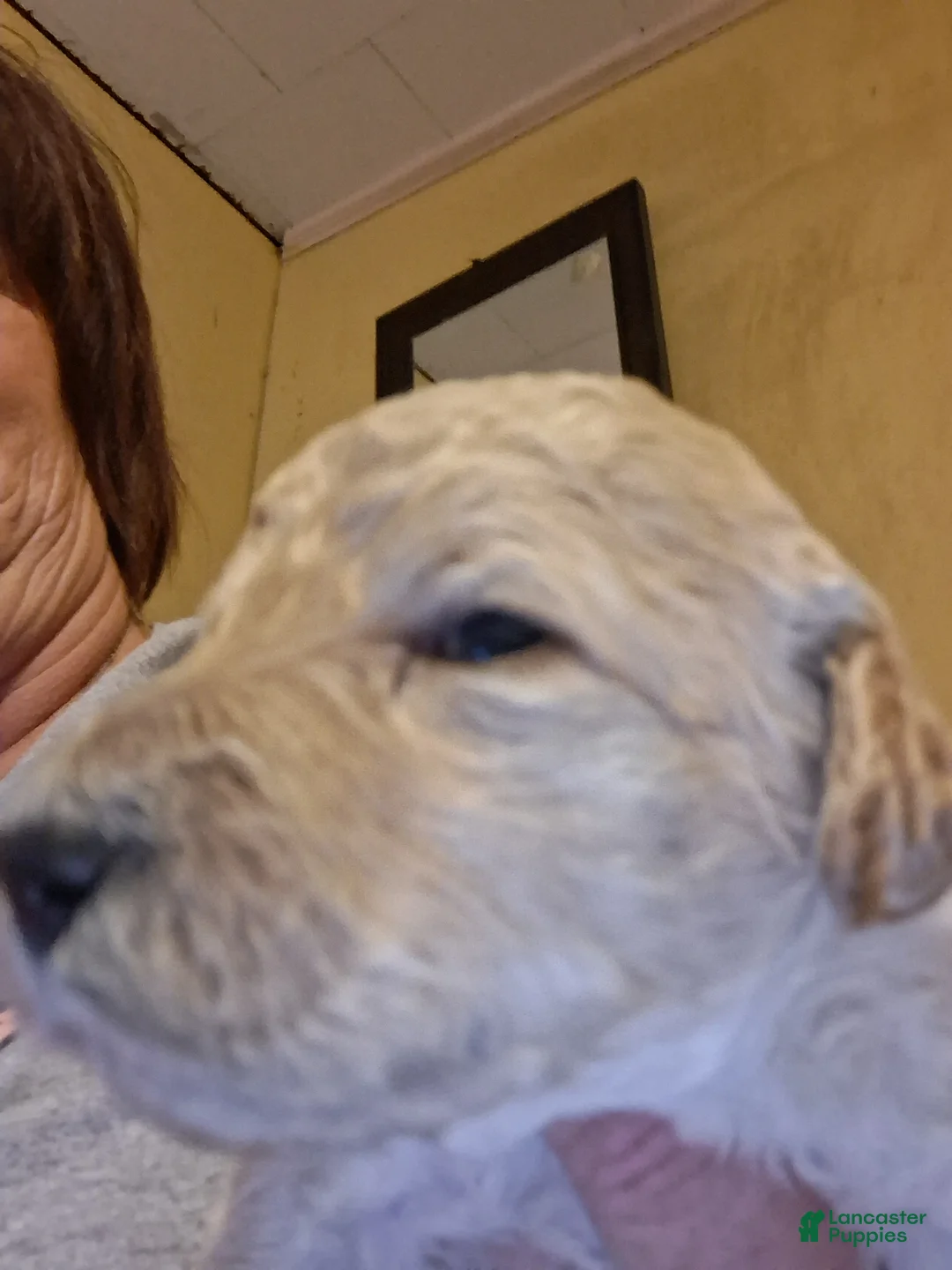 Standard Poodle dogs for sale: Standard Poodle 1 - Ad 1