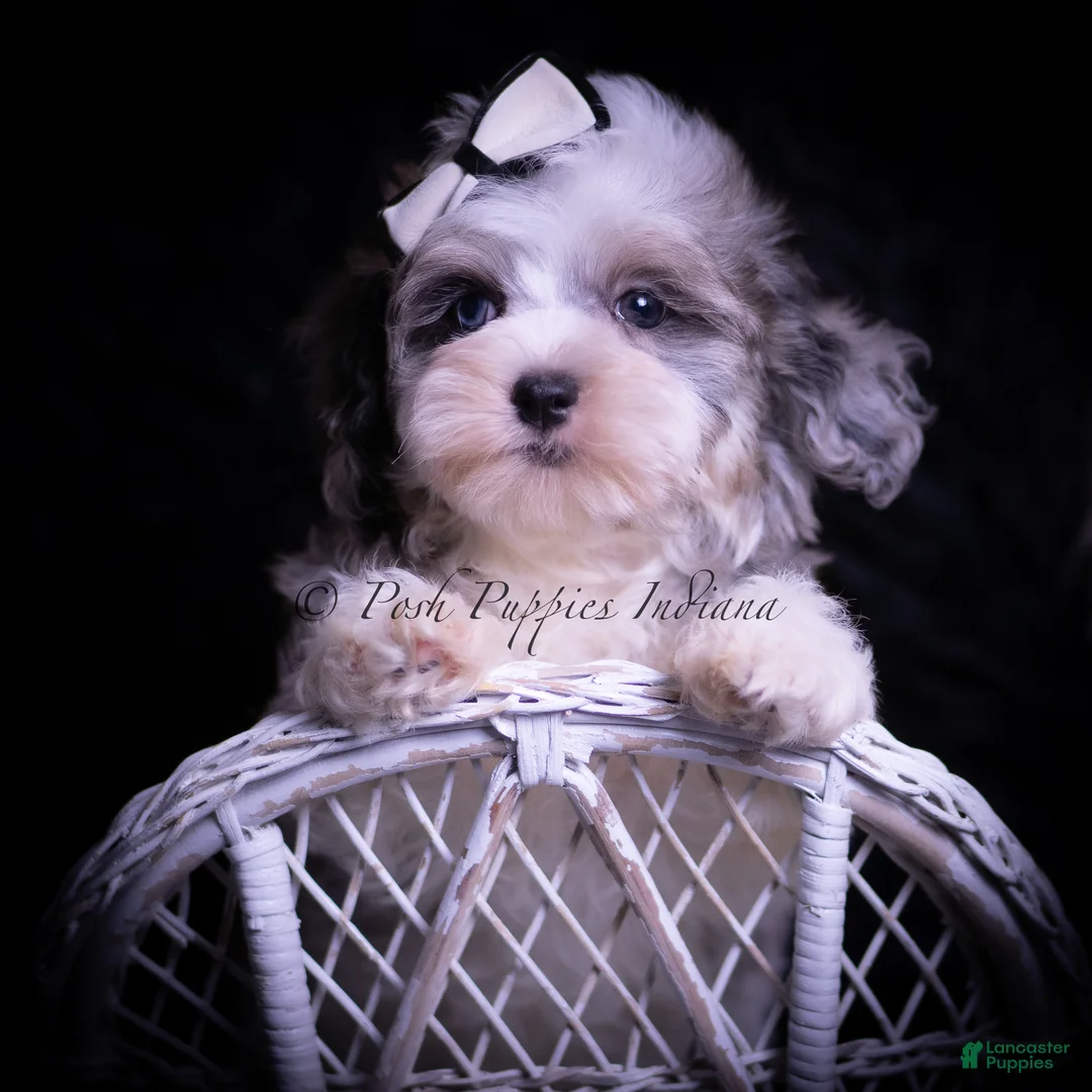 Maltipoo dogs for sale: Canoli F1 - Ad 6