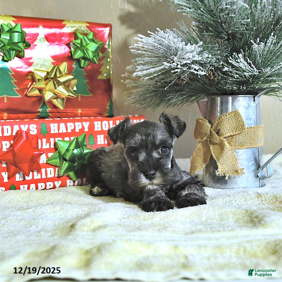 Miniature Schnauzer dogs for sale: Nash - Ad 1