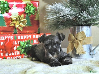 Miniature Schnauzer dogs Nash - Ad 1