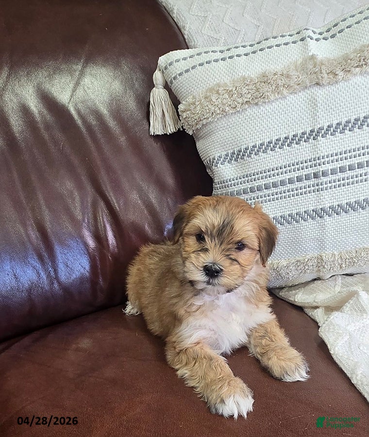 Mixed Breed dogs Spunky - Ad 2