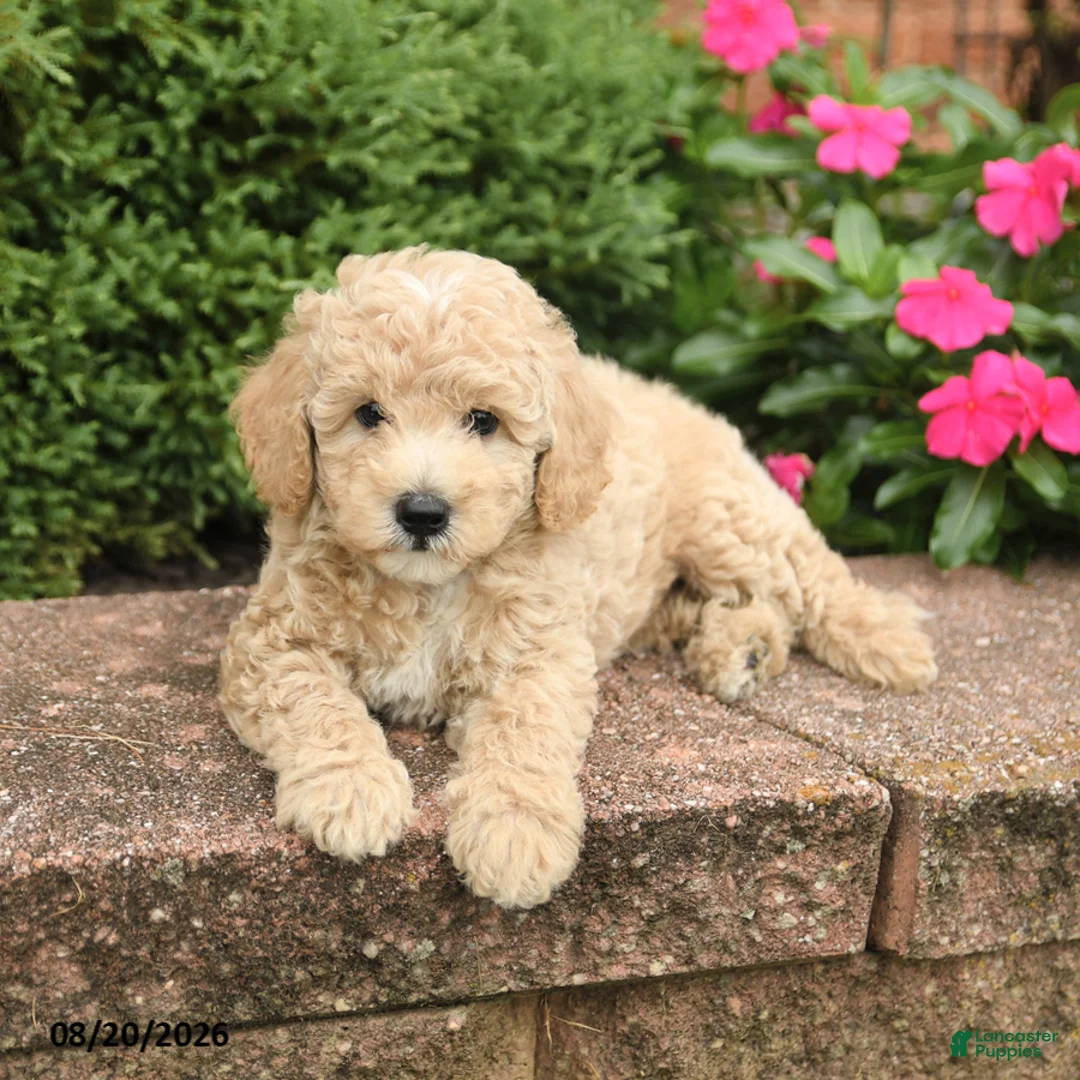 Miniature Poodle dogs for sale: Seth - Ad 5