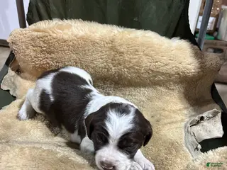 English Springer Spaniel dogs English Springer Spaniel Puppy 1 - Ad 25
