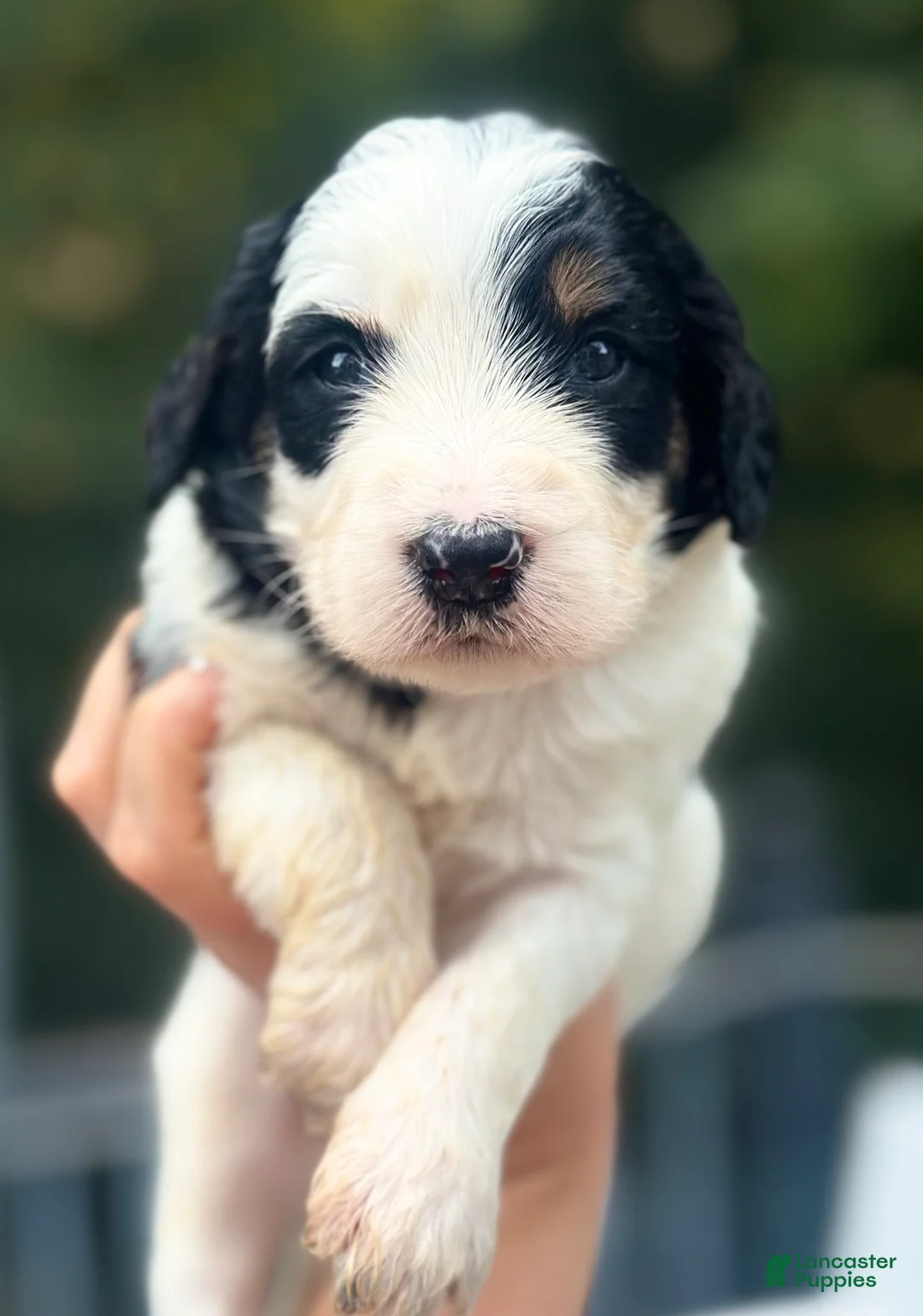 Bernedoodle dogs for sale: Female 1 - Ad 1