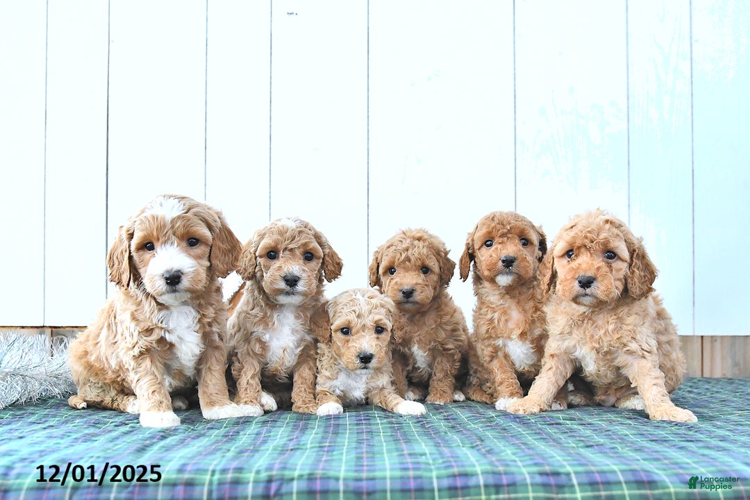 Mini Goldendoodle dogs for sale: Nellie - Ad 5