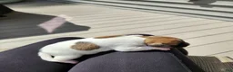 Rat Terrier dogs for sale: Daisy - Ad 3