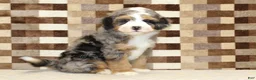 Mini Bernedoodle dogs for sale: Charlie - Ad 4