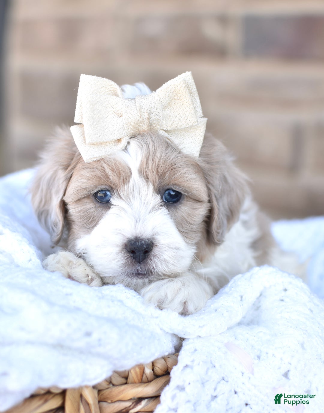 Mixed Breed dogs for sale: Sandy - Ad 5