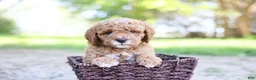 Goldendoodle dogs for sale: Robin - Ad 3
