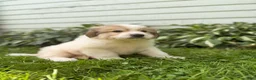 Great Pyrenees dogs for sale: Rover - Ad 13