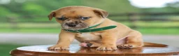 Jug dogs for sale: Zacchaeus Jug Puppy - Ad 2