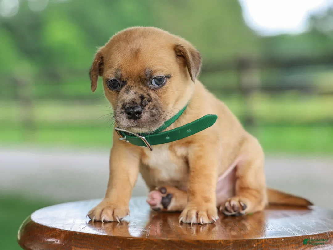 Jug dogs for sale: Zacchaeus Jug Puppy - Ad 2