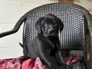 Labrador Retriever dogs Baxter - Ad 5