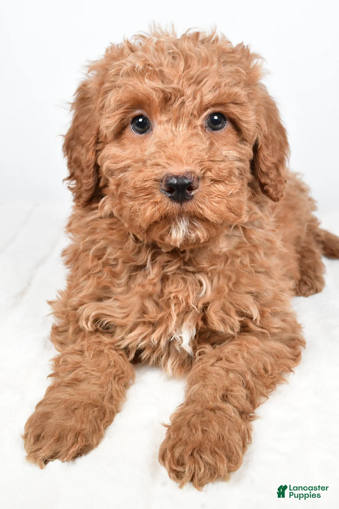 Mini Goldendoodle dogs for sale: Nicky - Ad 5