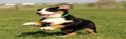 Greater Swiss Mountain Dog dogs for sale: Reba  - Ad 2
