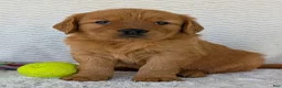 Golden Retriever dogs for sale: Charlie - Ad 11