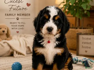 Bernedoodle dogs Macallan “ Mac”- “Ultra Bernedoodle” - Ad 28