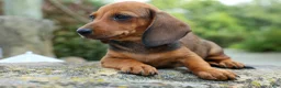 Miniature Dachshund dogs for sale: Sweet Pea 🎀 - Ad 8