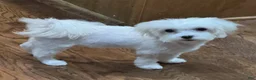 Maltese dogs for sale: Teacup Trayson - Ad 10