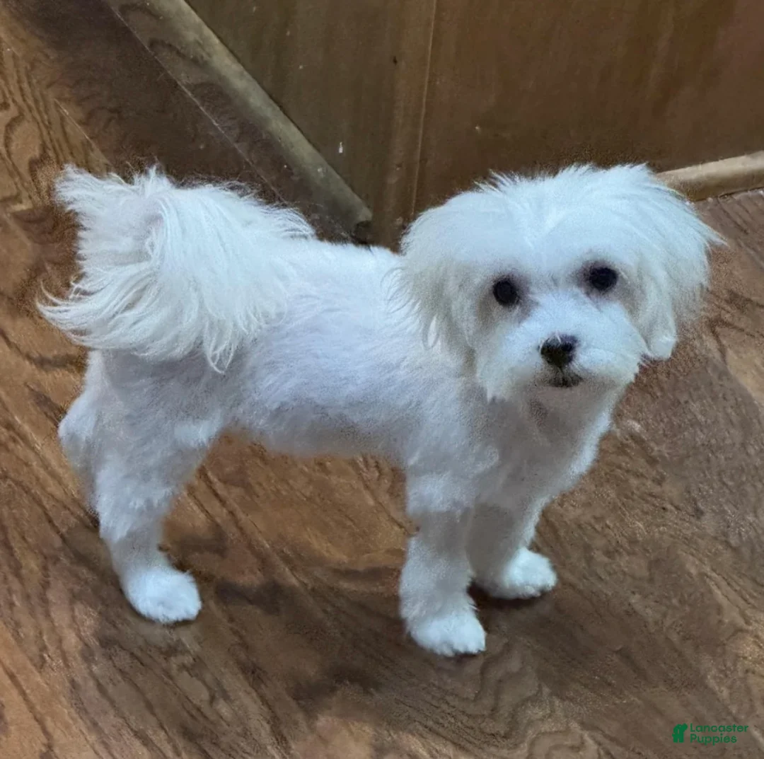 Maltese dogs for sale: Teacup Trayson - Ad 10