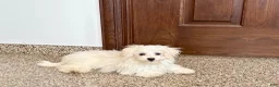 Maltese dogs for sale: Cory - Ad 1