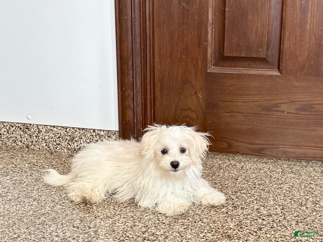 Maltese dogs for sale: Cory - Ad 1