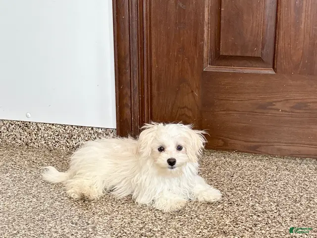 Maltese dogs for sale: Cory - Ad 2