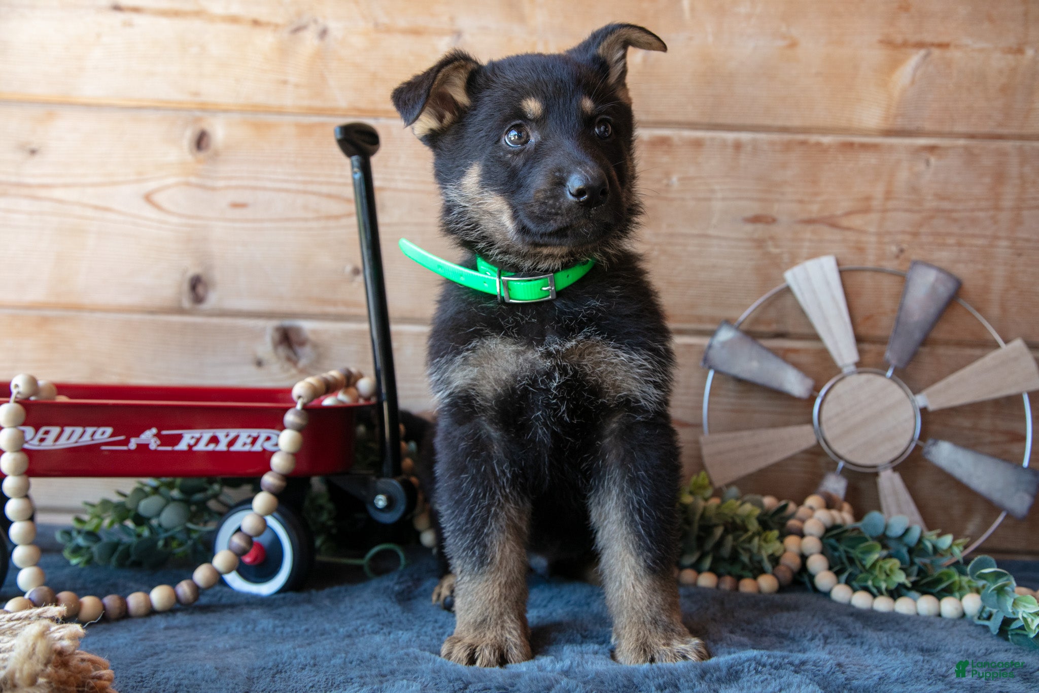 German Shepherd dogs for sale: Miki - Ad 2