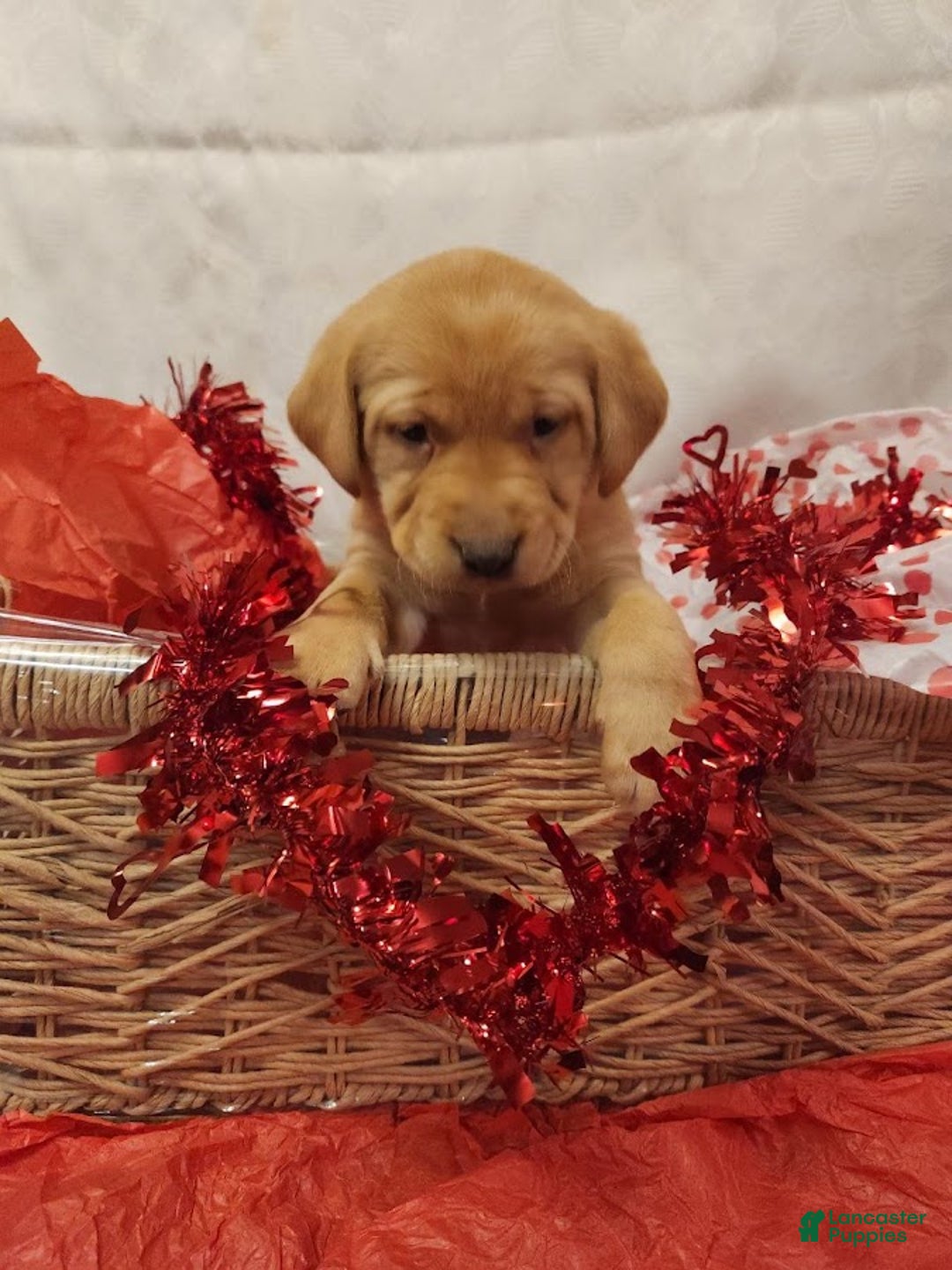 Labrador Retriever dogs for sale: Rosie - Ad 3