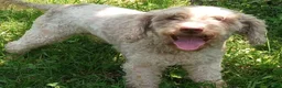 Miniature Labradoodle dogs for sale: Tia - Ad 3