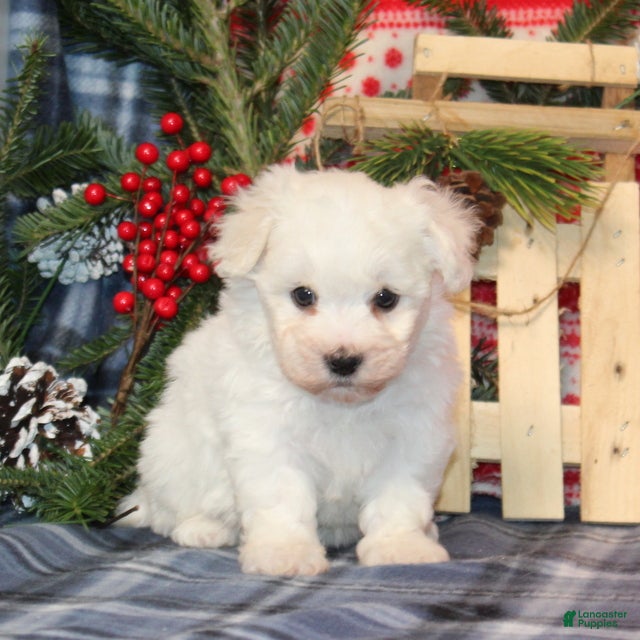 Bichon Frise dogs Ivy - Ad 30