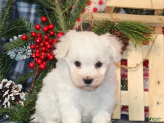 Bichon Frise dogs Ivy - Ad 31