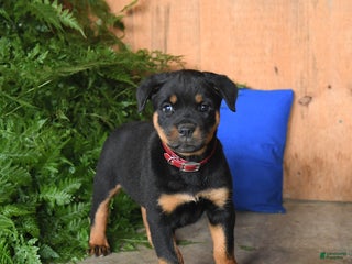 Rottweiler dogs - Ad 31