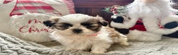 Shih Tzu dogs for sale: Polly  - Ad 2
