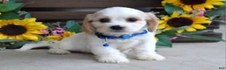Cavachon dogs for sale: Tyson - Ad 9