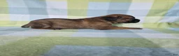 Cane Corso dogs for sale: ICCF Scarlett  - Ad 2
