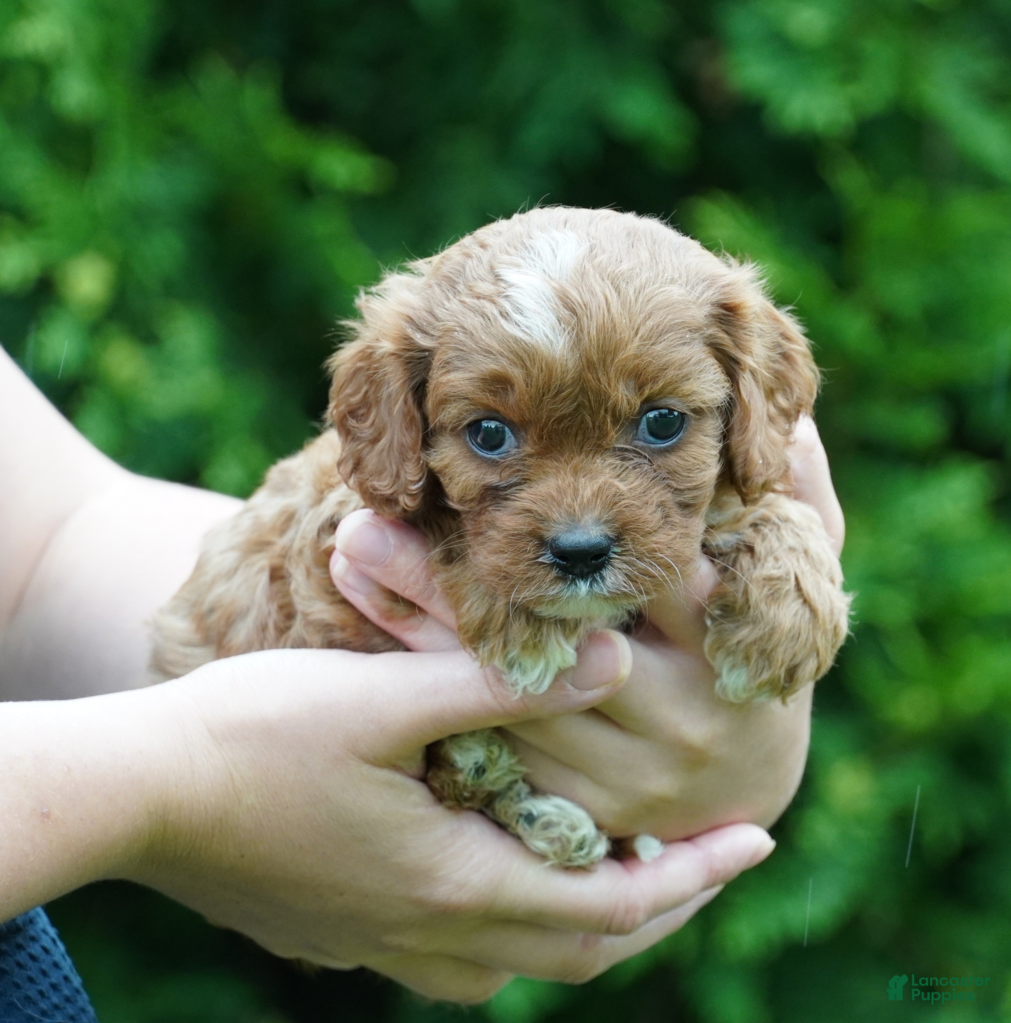 Cavachon dogs Bella - Ad 2