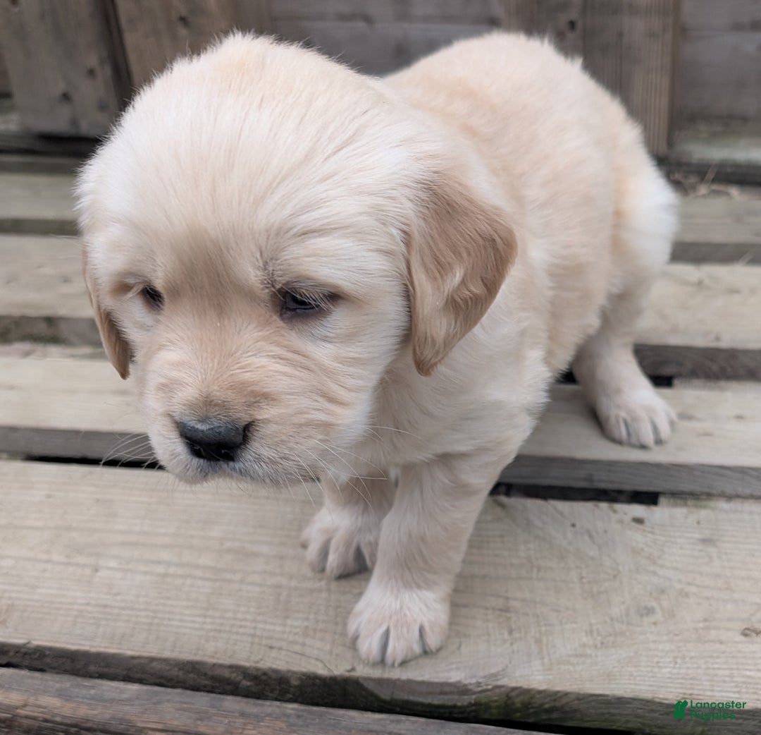 Golden Retriever dogs for sale: Mimi - Ad 6