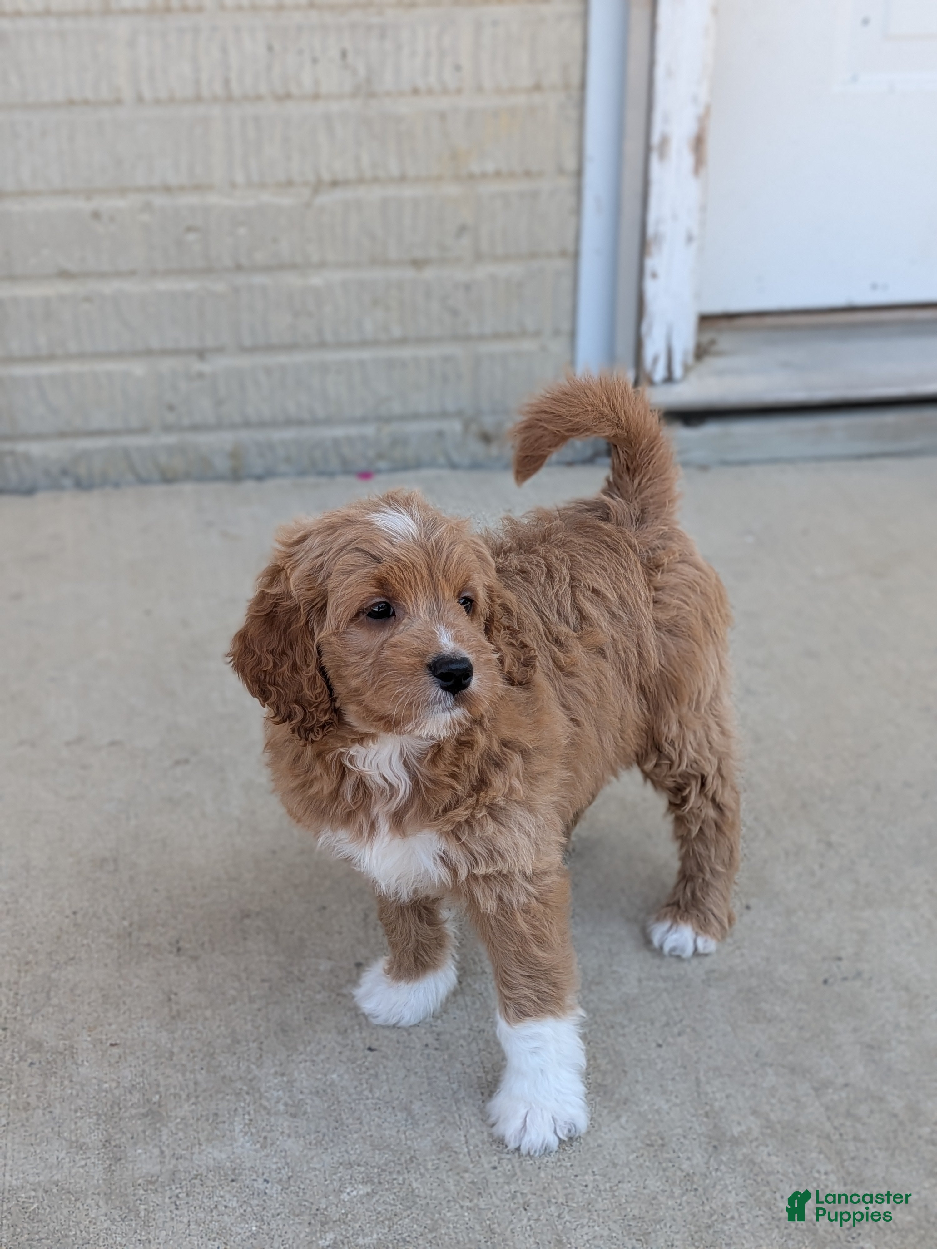 Goldendoodle dogs Rosie  - Ad 1