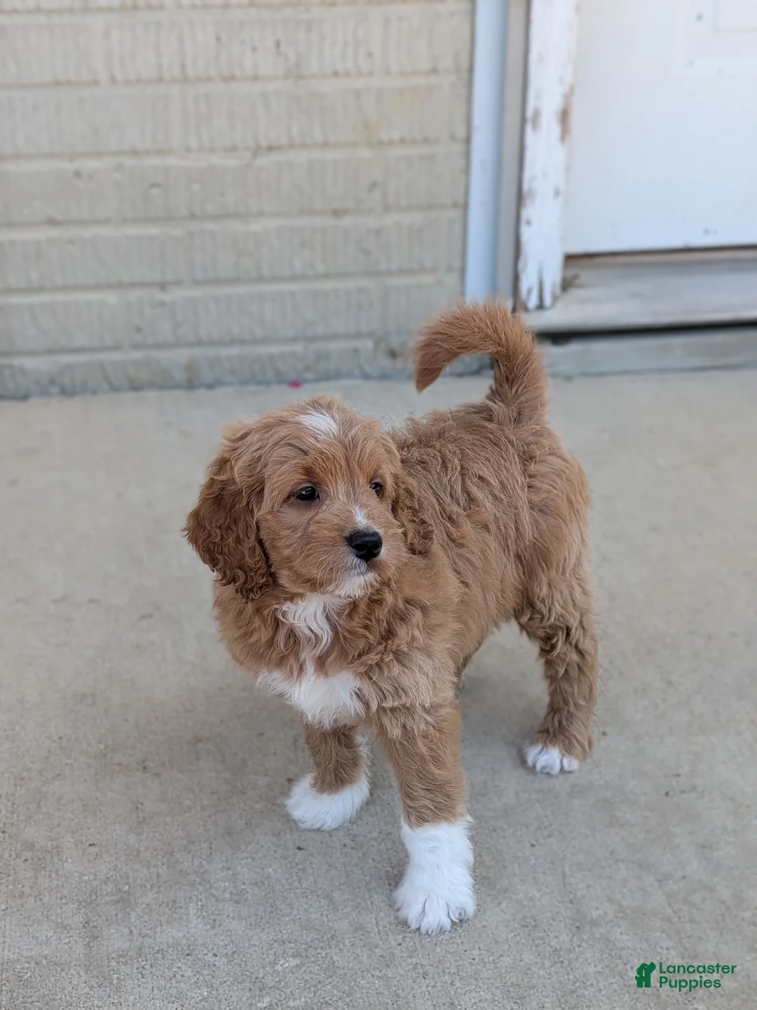 Goldendoodle dogs for sale: Rosie  - Ad 1