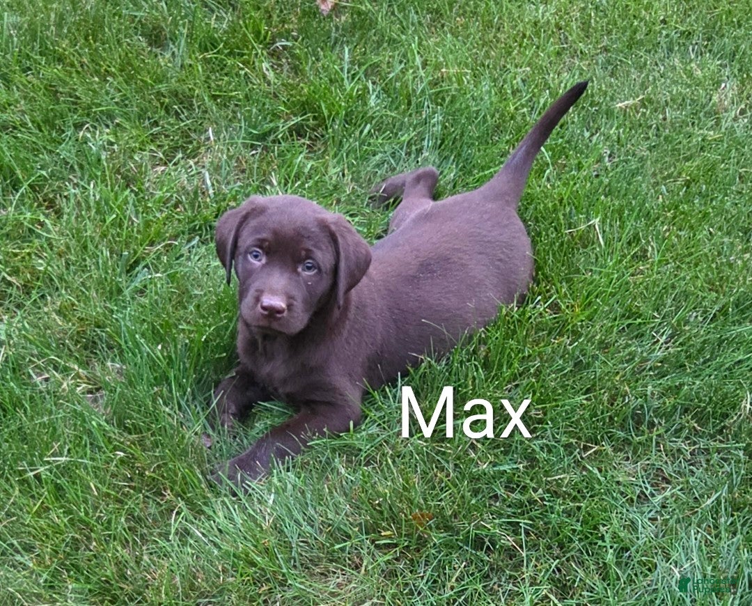 Labrador Retriever dogs Labrador Retriever 2Max - Ad 1
