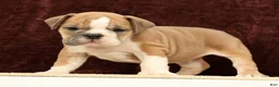 English Bulldog dogs for sale: Jaxson - Ad 6