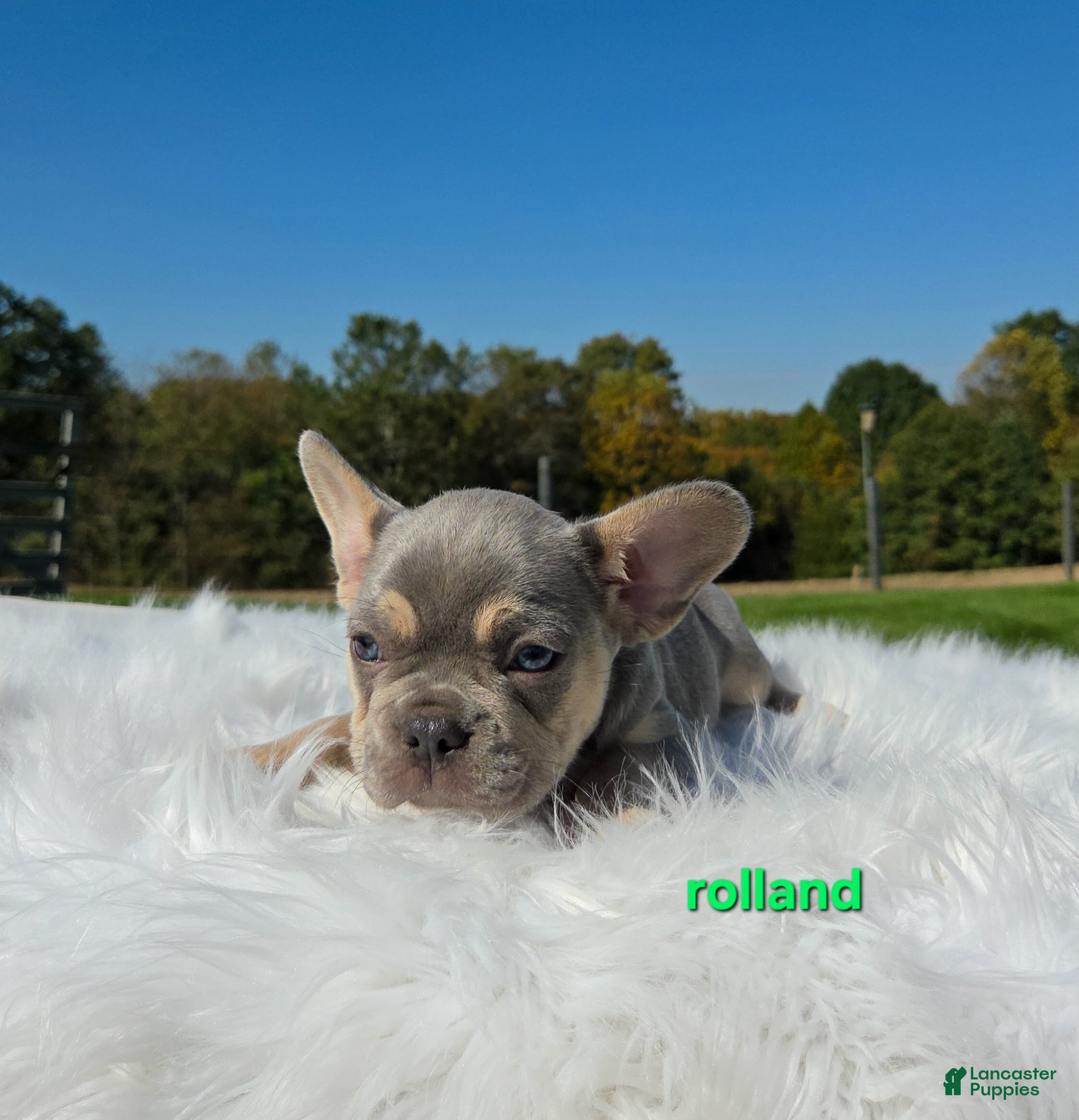 Mixed Breed dogs Rolland - Ad 2